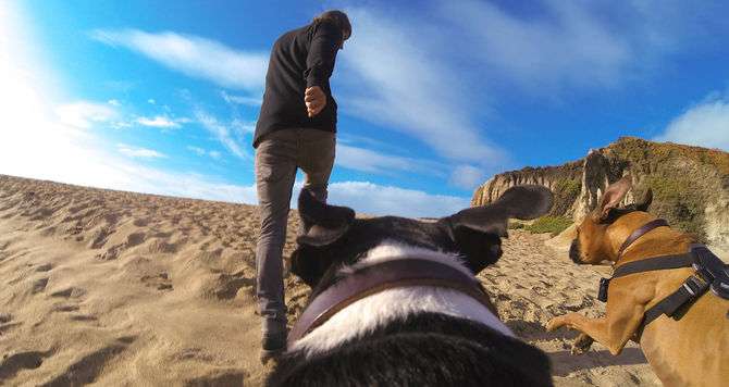 GoPro Fetch Dog Harness