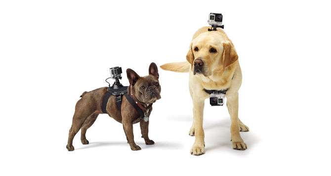 GoPro Fetch Dog Harness