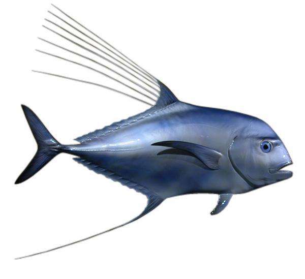 African Pompano Fish Mount