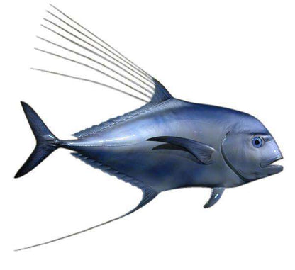 African Pompano Fish Mount