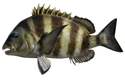Sheepshead Fish Mount